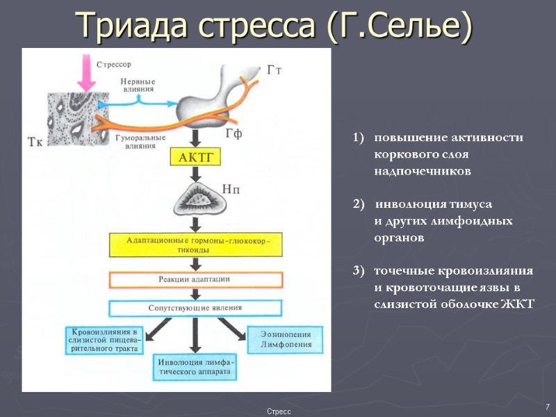 Триада стресса (Г.Селье) повышение активности  коркового слоя   надпочечников  2) 